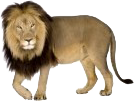 Wildlife